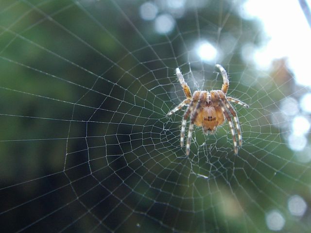 Pók portré egy centiről